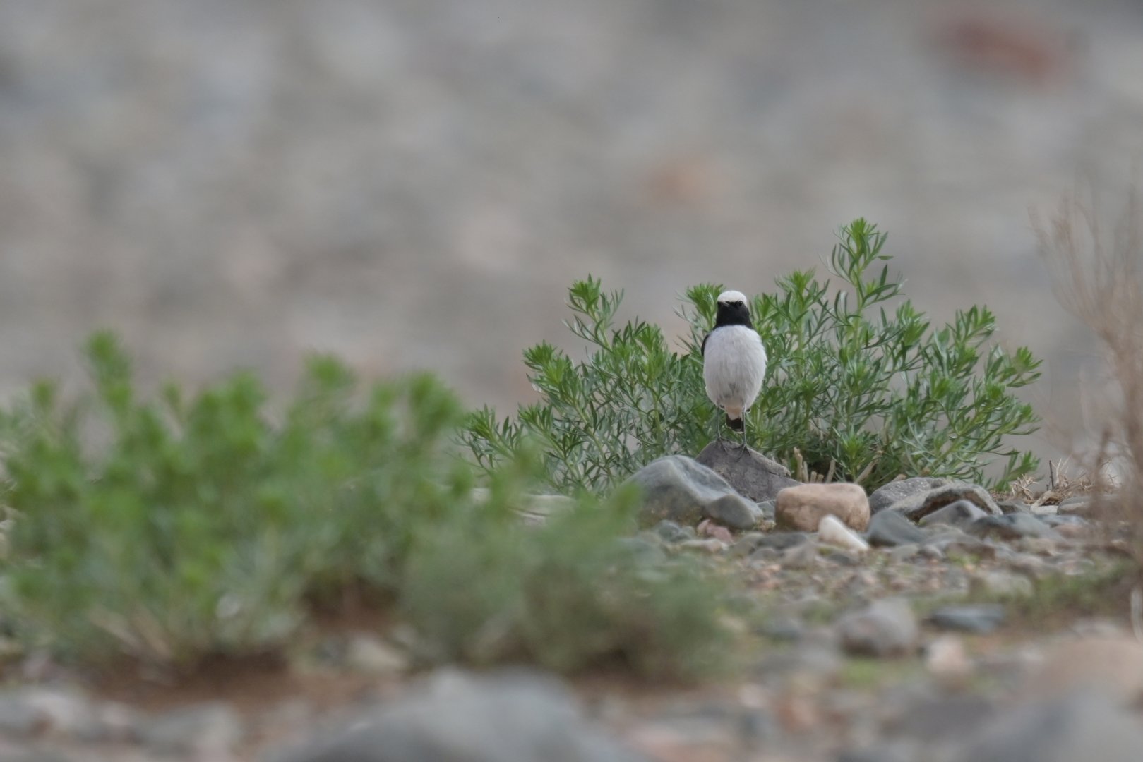 Western Mourning Wheatear Oenanthe halophila
