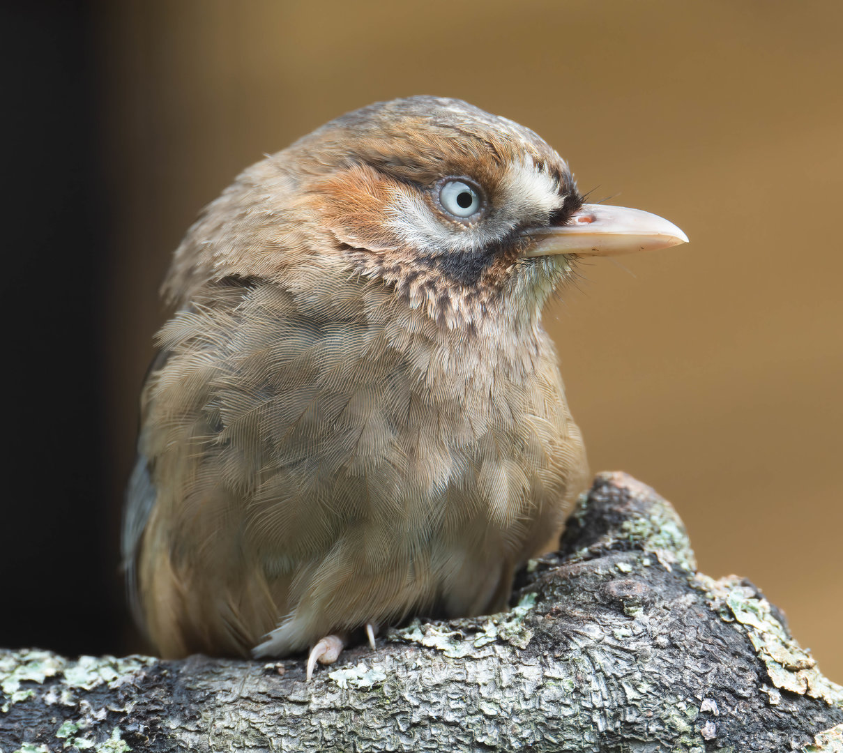 Western moustached laughing thrush, CWP, UK