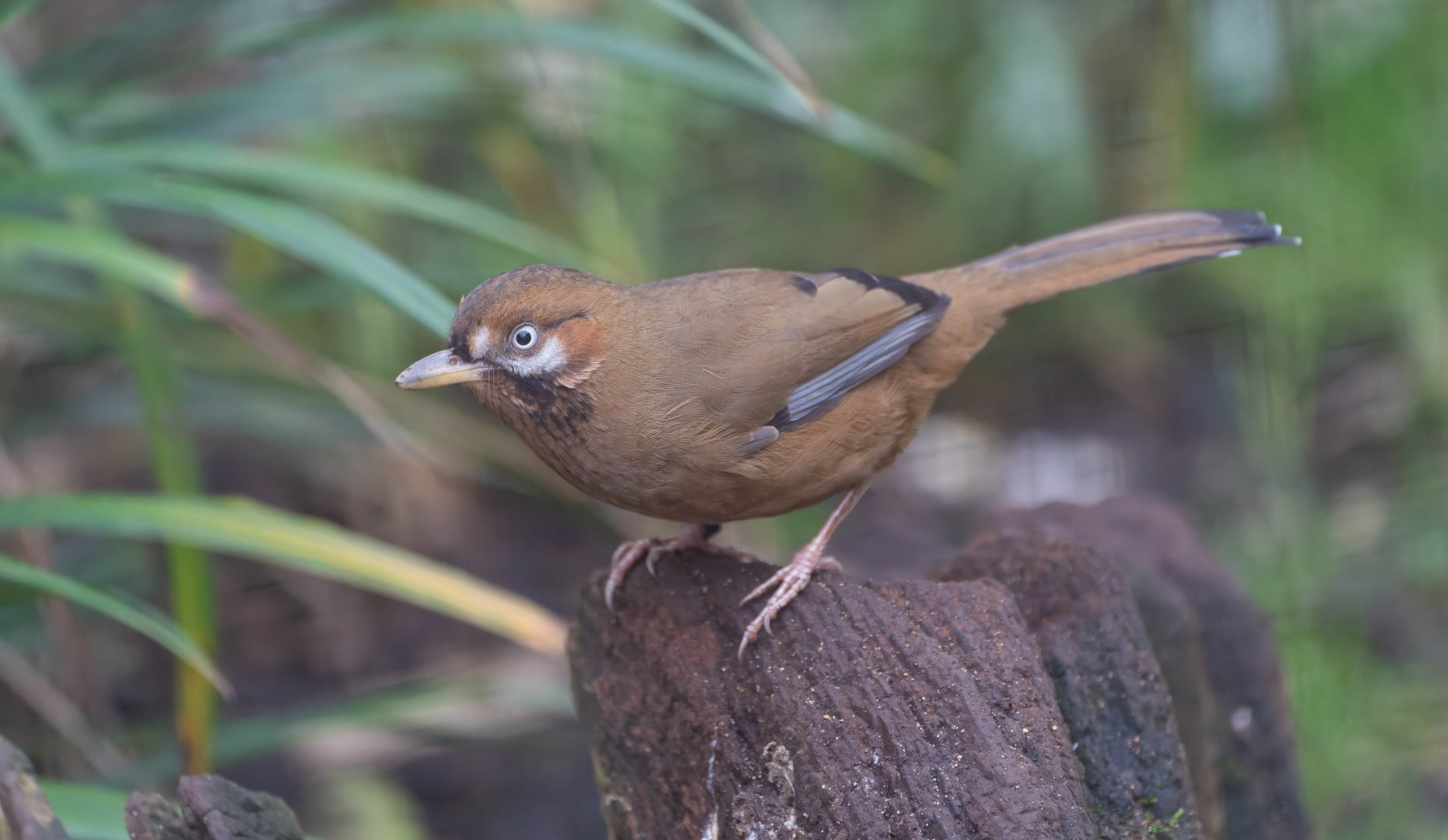 Western moustached laughing thrush, CWP, UK