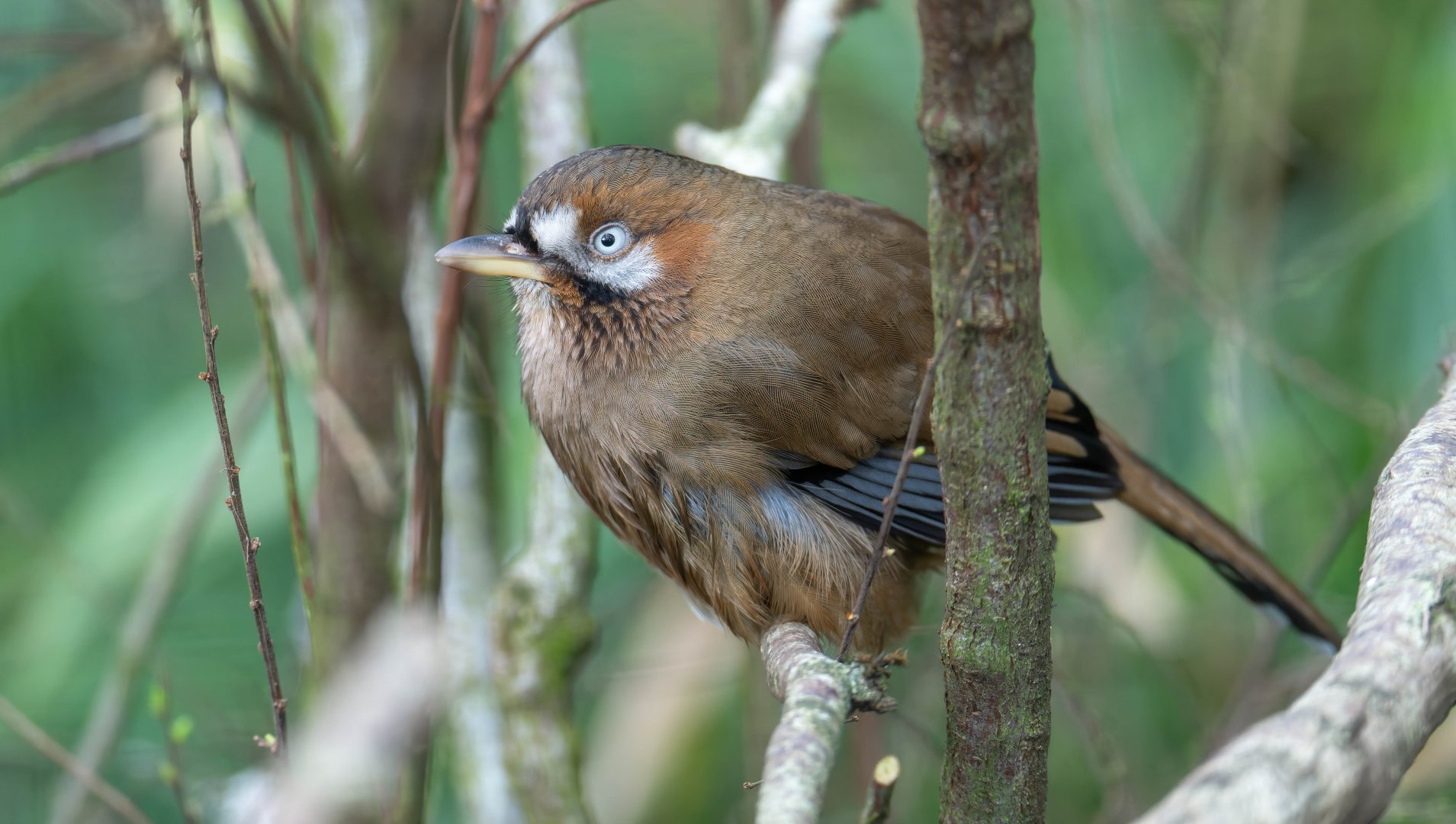 Western moustached laughing thrush, CWP, UK