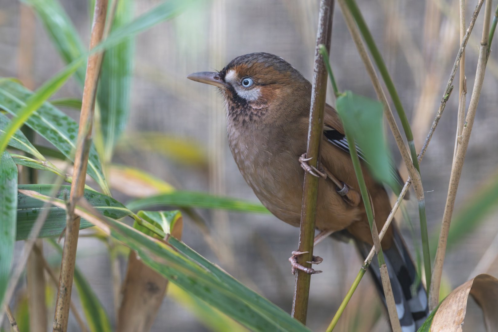 Western Moustached Laughing Thrush, CWP, UK