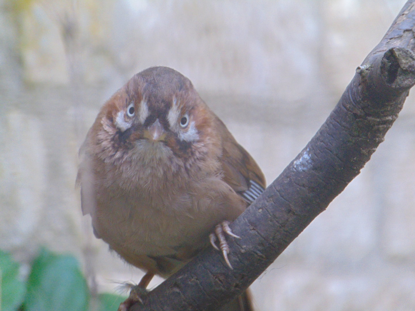 Western Moustached Laughingthrush