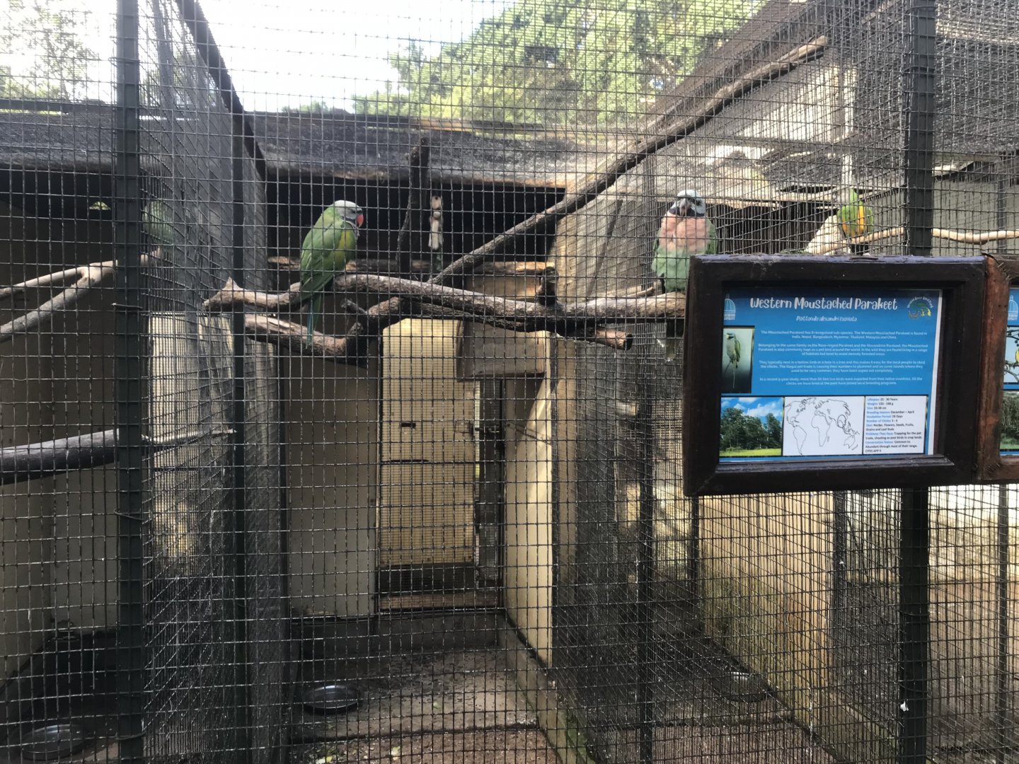 Western Mustached Parakeet Exhibit