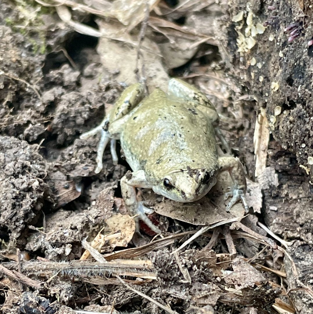 Western Narrow-mouthed Toad