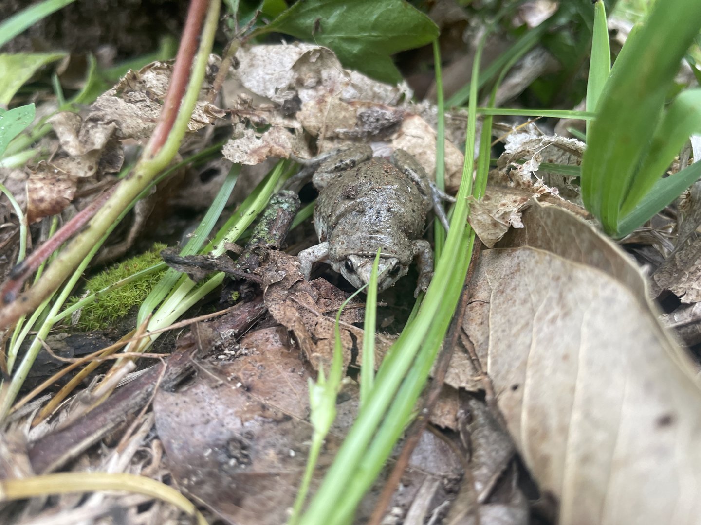 Western Narrow-mouthed Toad