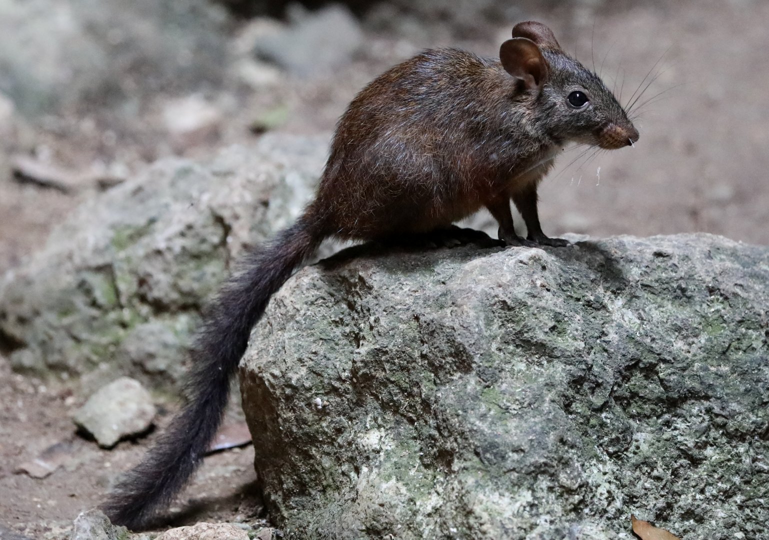 western nesomys (Nesomys lambertoni)