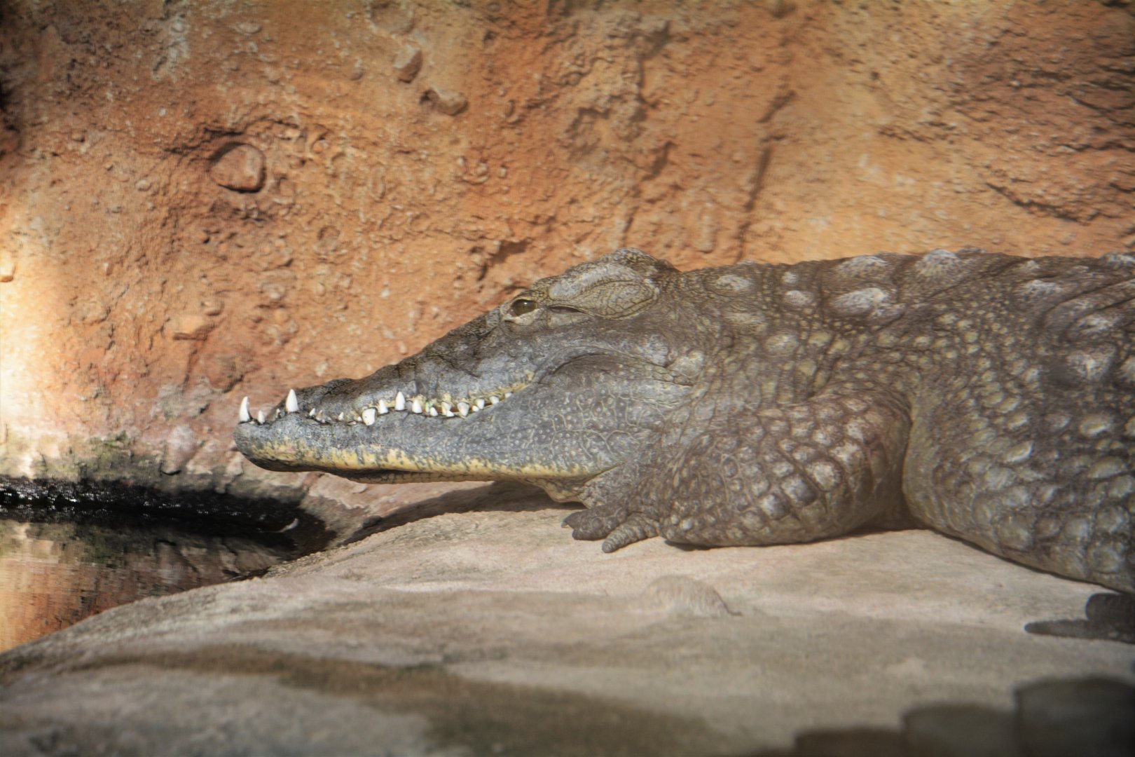 Western Nile crocodile (Crocodylus niloticus chamses)