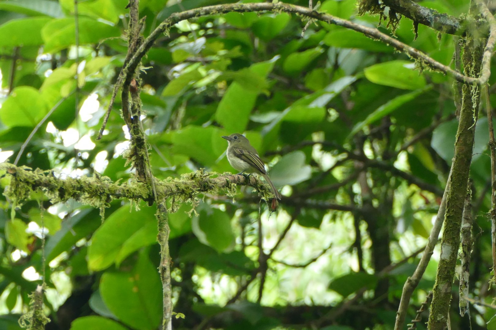 Western Olivaceous Flatbill