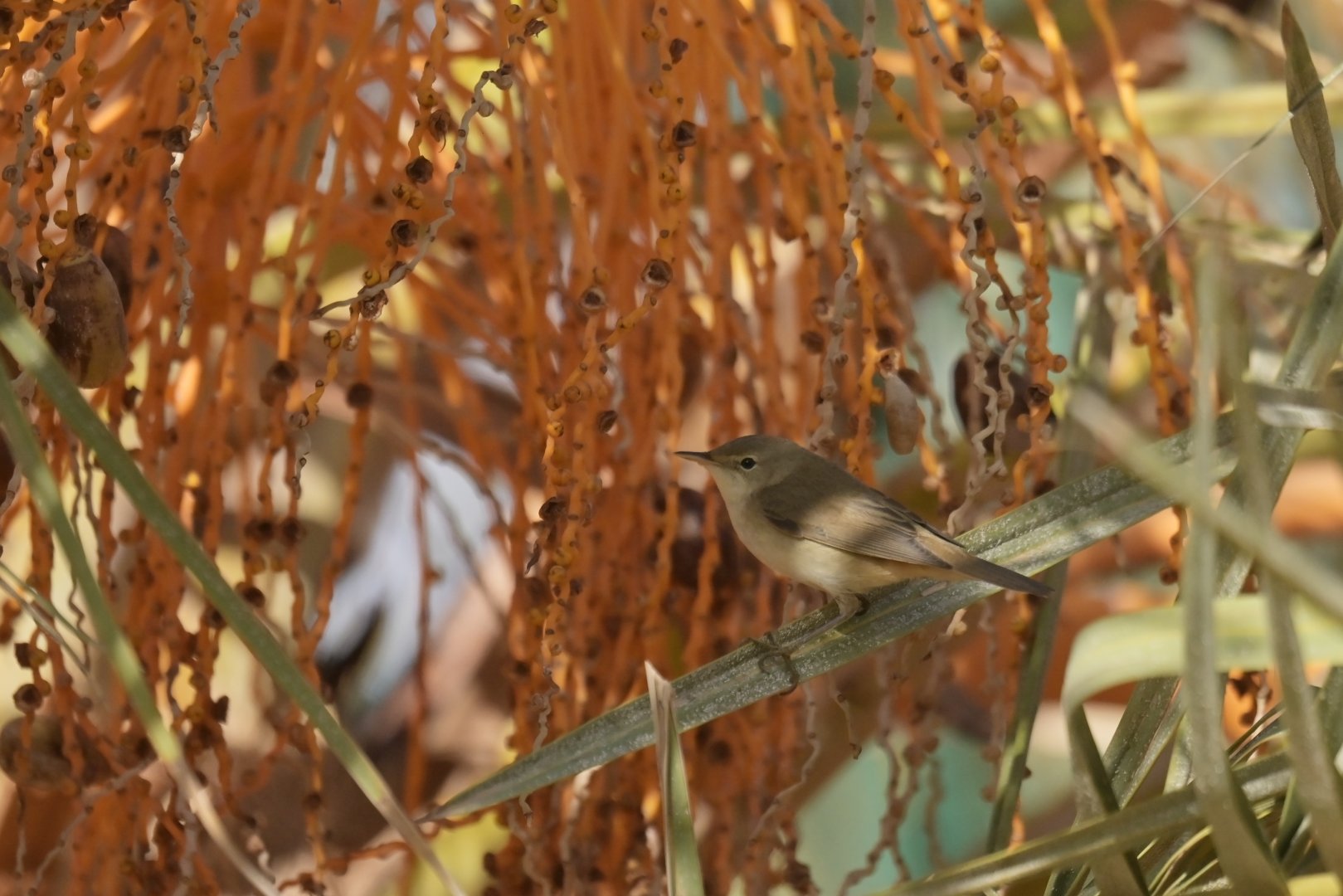 Western Olivaceous Warbler Iduna opaca (?)