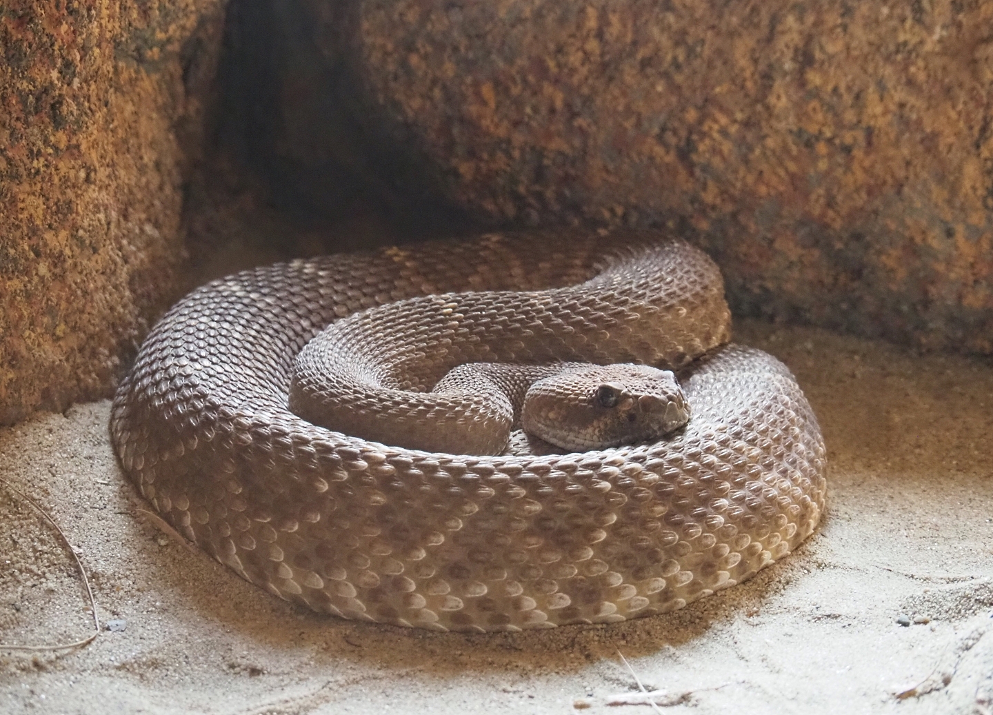 Western or red diamond rattlesnake (Crotalus ruber), Sep 16th, 2018