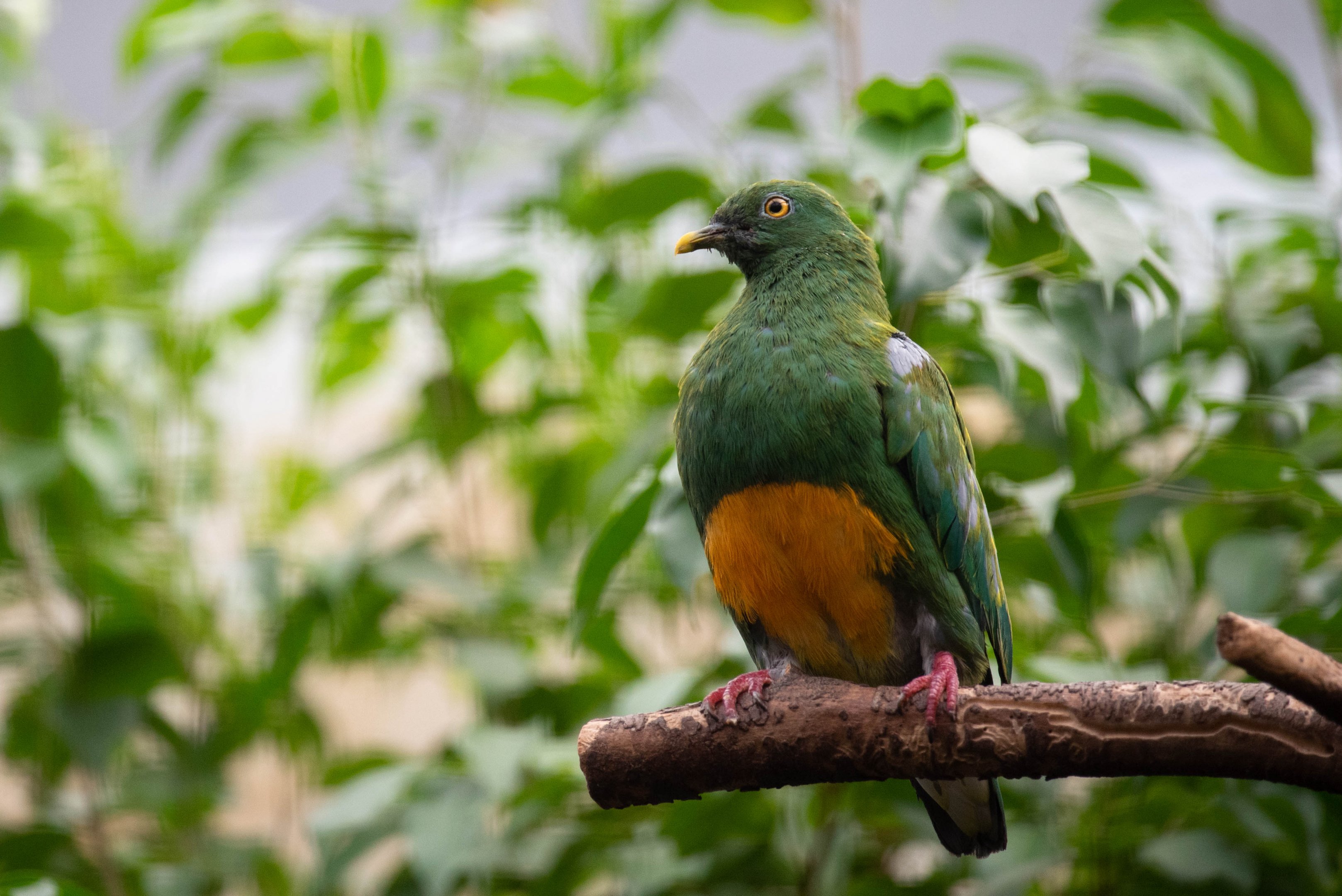 Western orange-bellied fruit dove - Ptilinopus iozonus humeralis