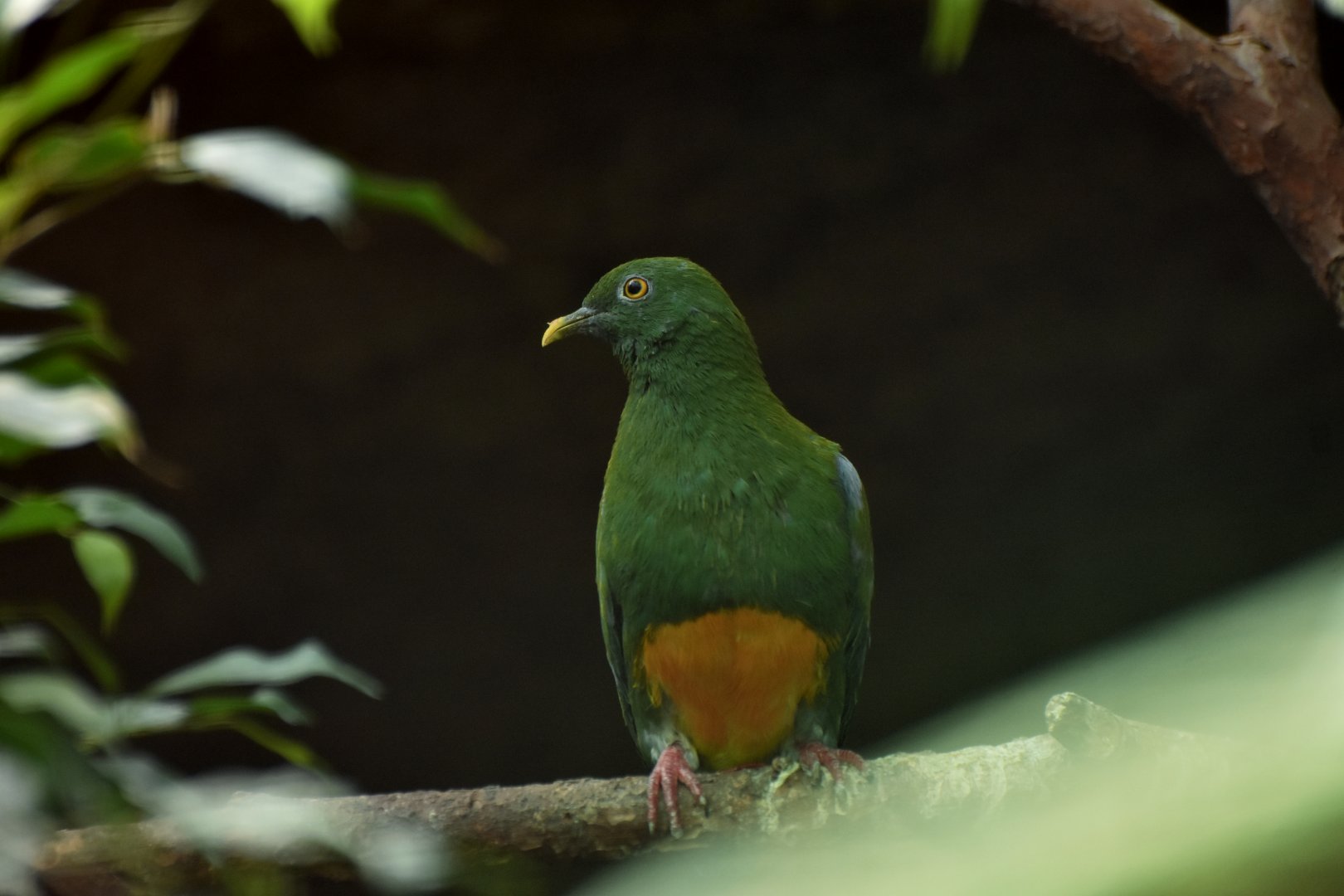 Western Orange-bellied fruit-dove (Ptilinopus iozonus)