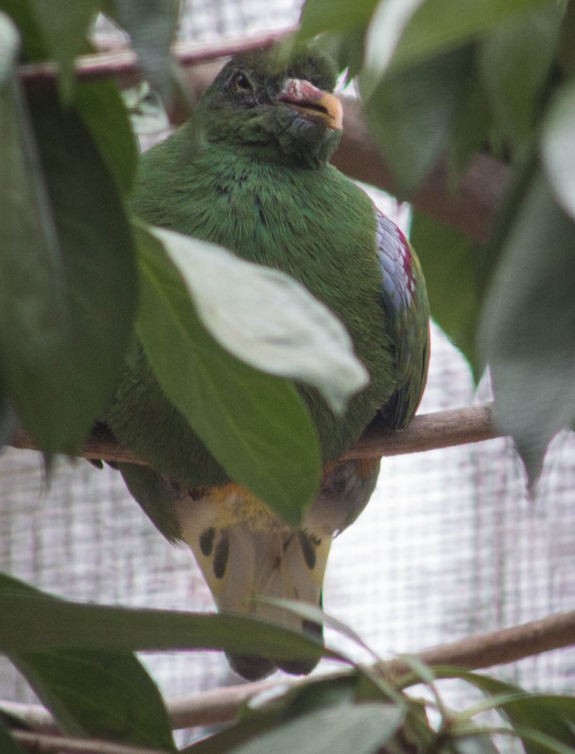 Western orange-bellied fruit dove
