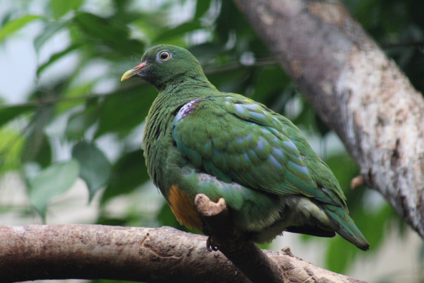 Western Orange-Bellied Fruit-Dove