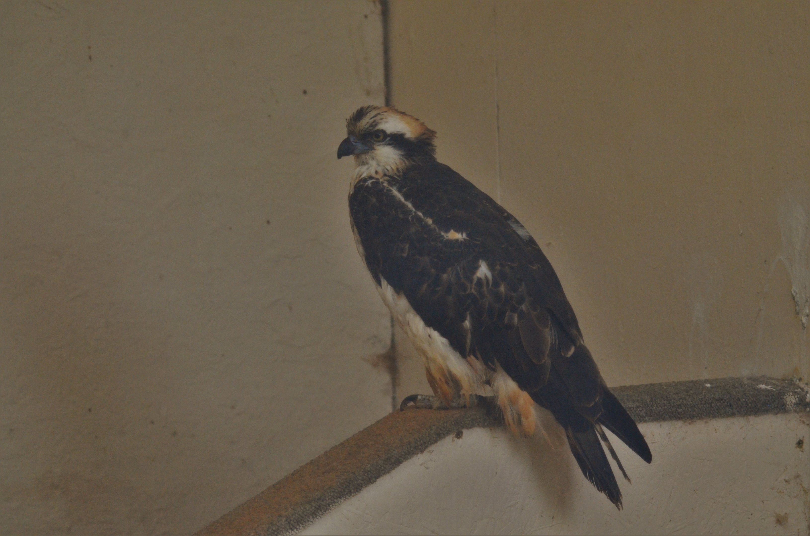 Western Osprey at ICBP Newent, 07/10/17
