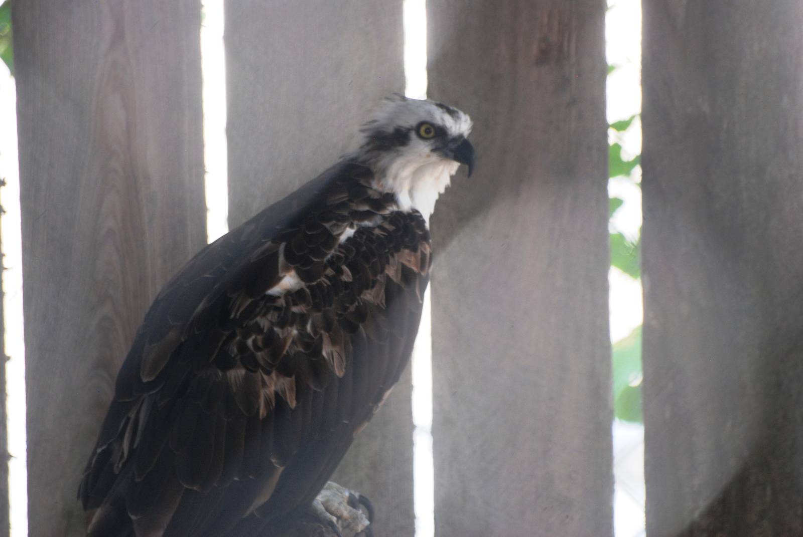 Western Osprey at Save our Seabirds, 07/10/13
