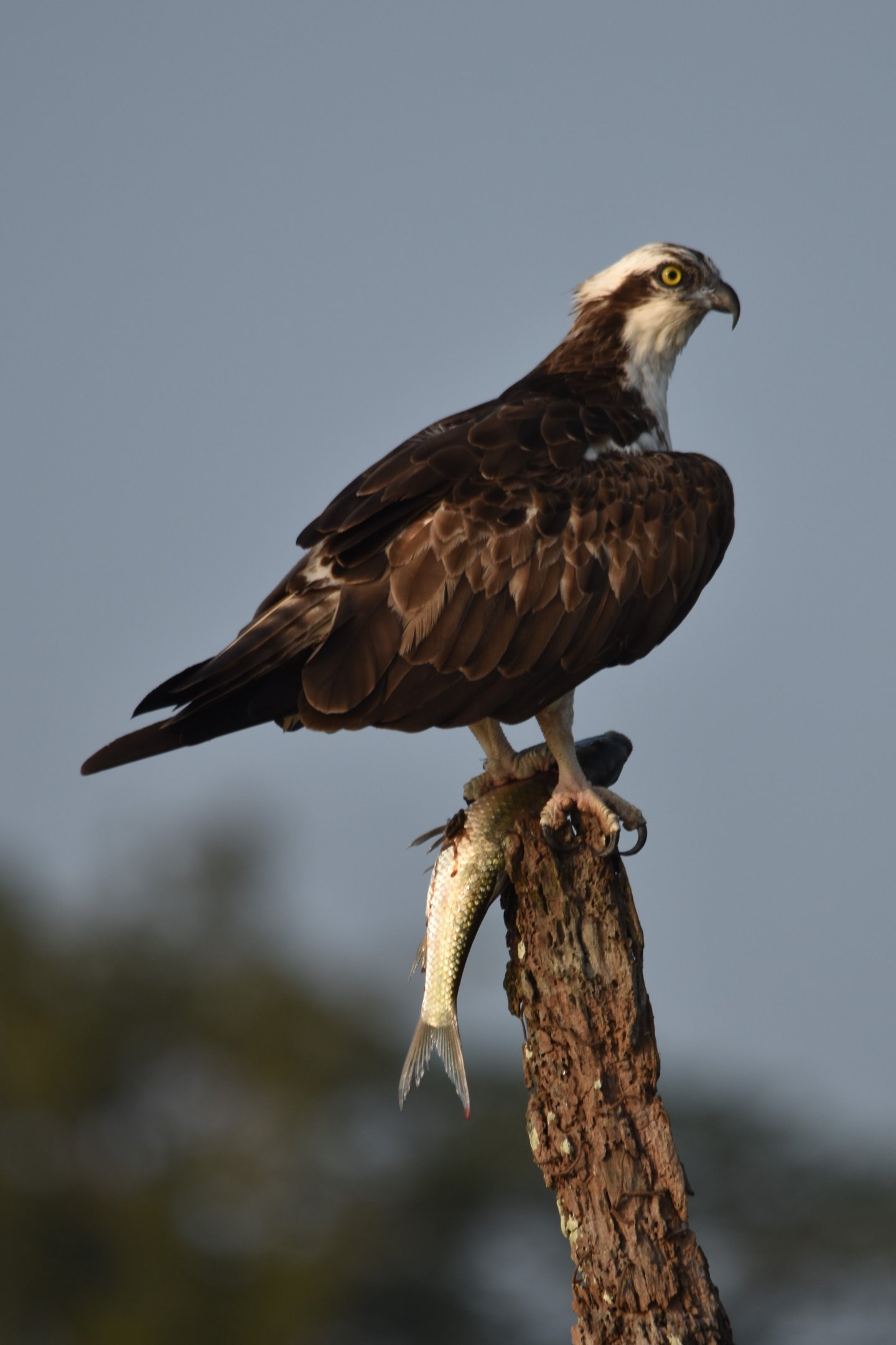 Western Osprey, Kabini River, 21st November 2024