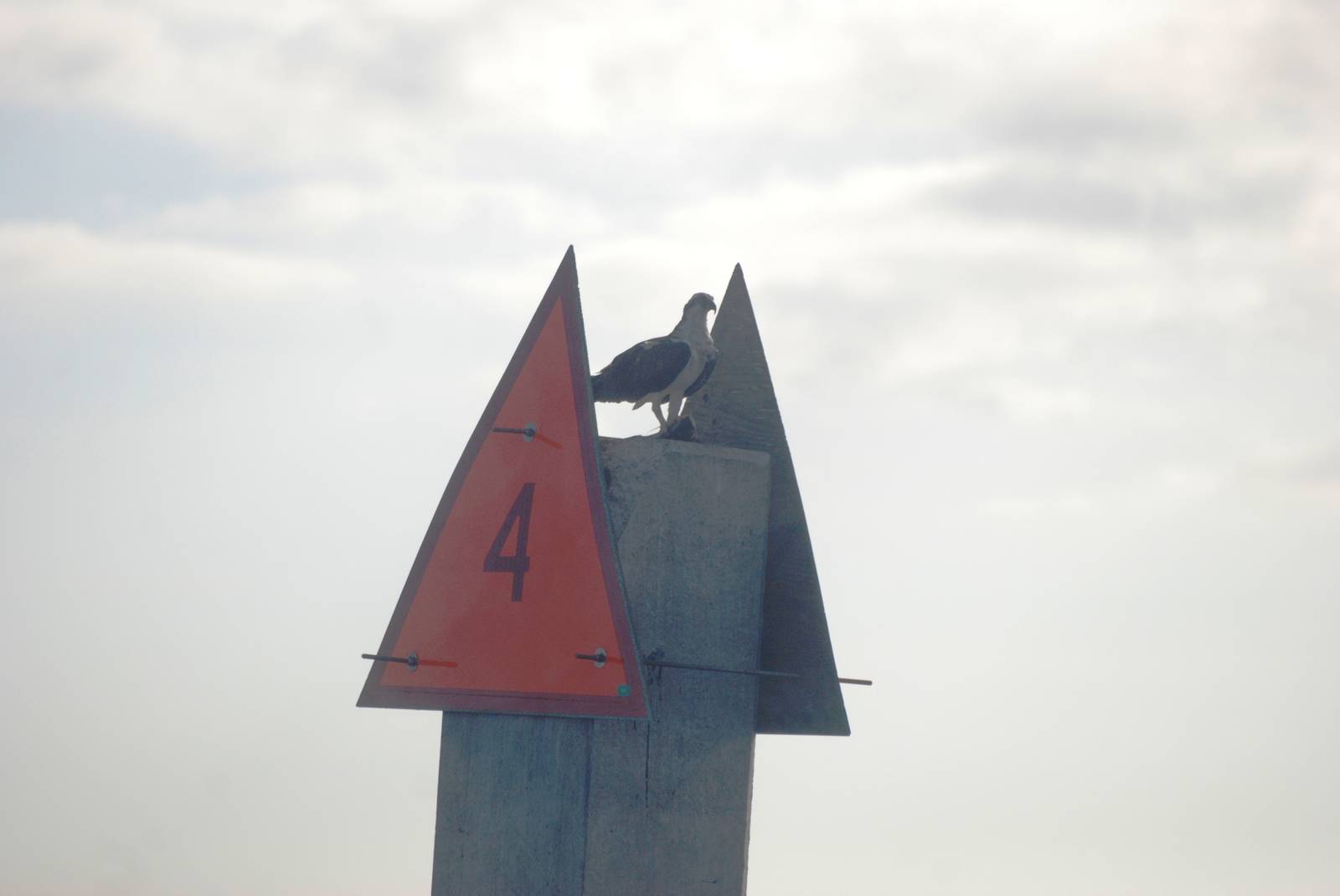 Western Osprey, Punta Gorda, October 2013