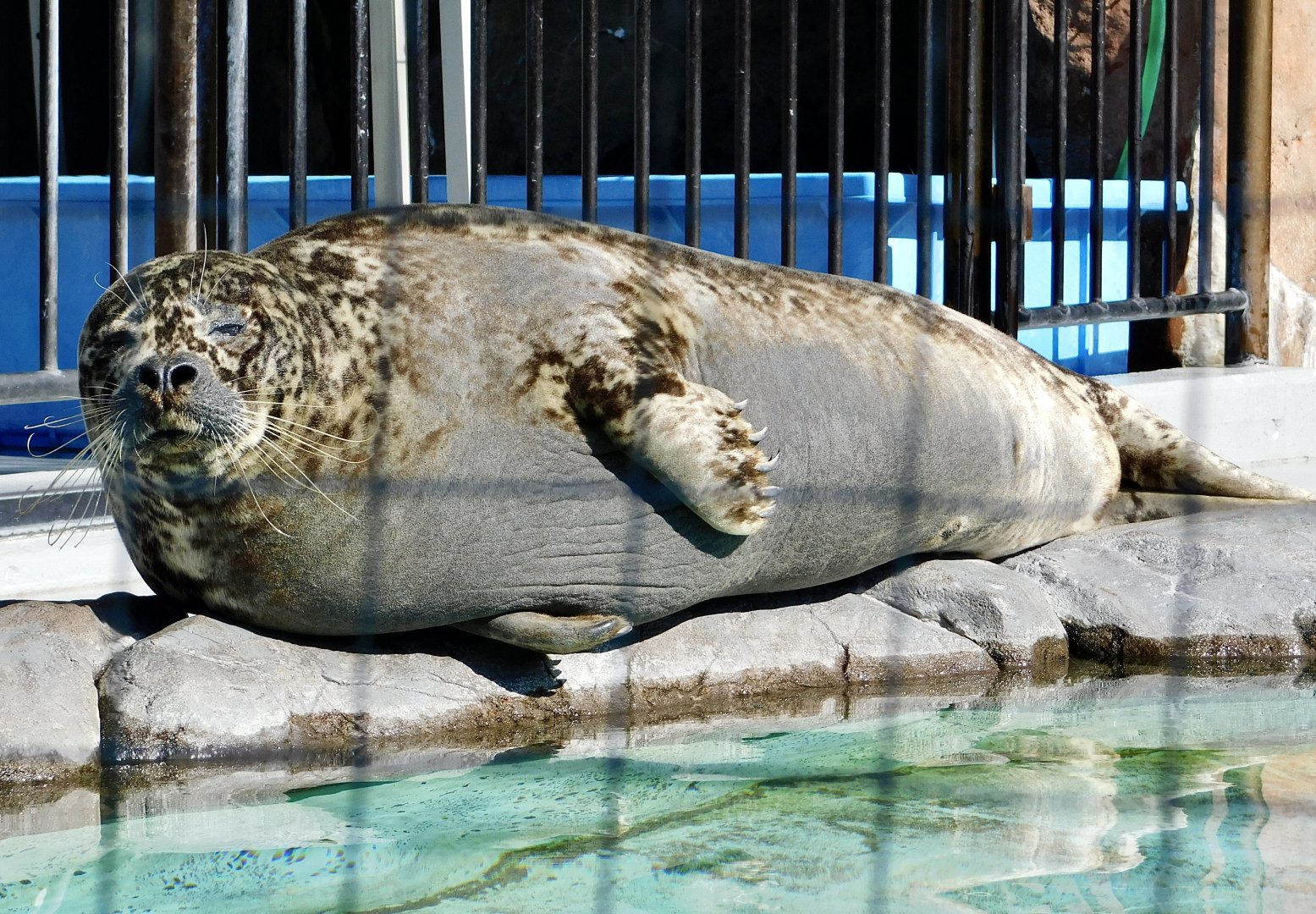 Western Pacific Harbour Seal (Phoca vitulina stejnegeri) February 23, 2025