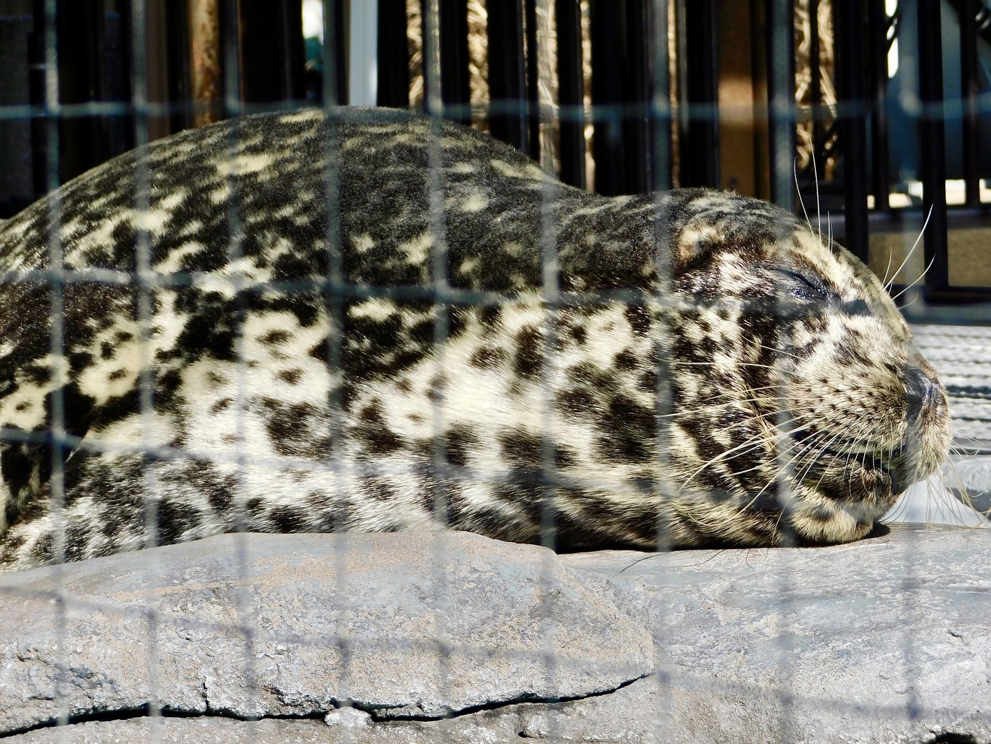 Western Pacific Harbour Seal (Phoca vitulina stejnegeri) February 23, 2025