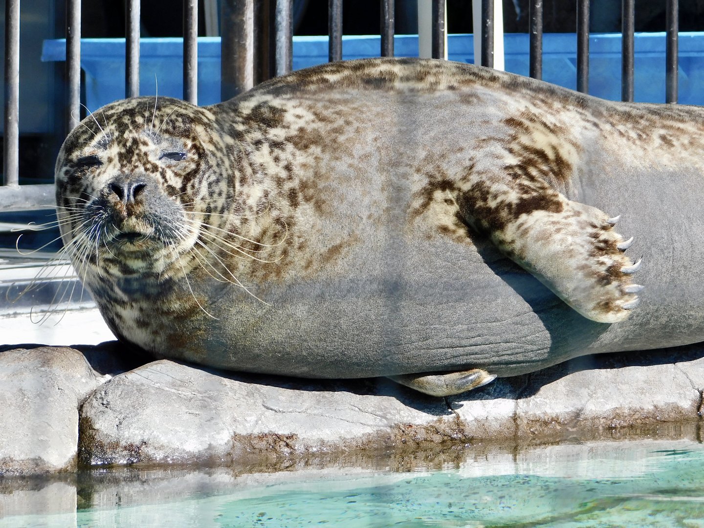 Western Pacific Harbour Seal (Phoca vitulina stejnegeri) February 23, 2025