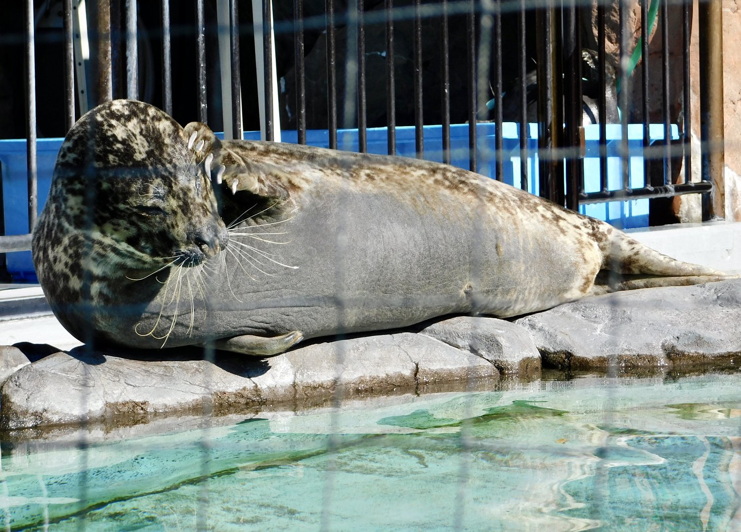 Western Pacific Harbour Seal (Phoca vitulina stejnegeri) February 23, 2025