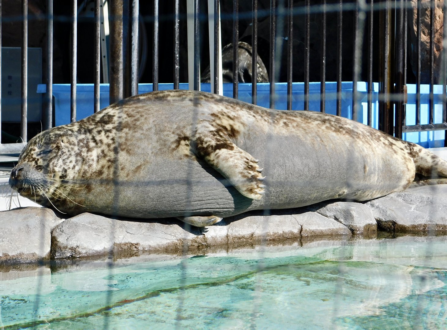 Western Pacific Harbour Seal (Phoca vitulina stejnegeri) February 23, 2025