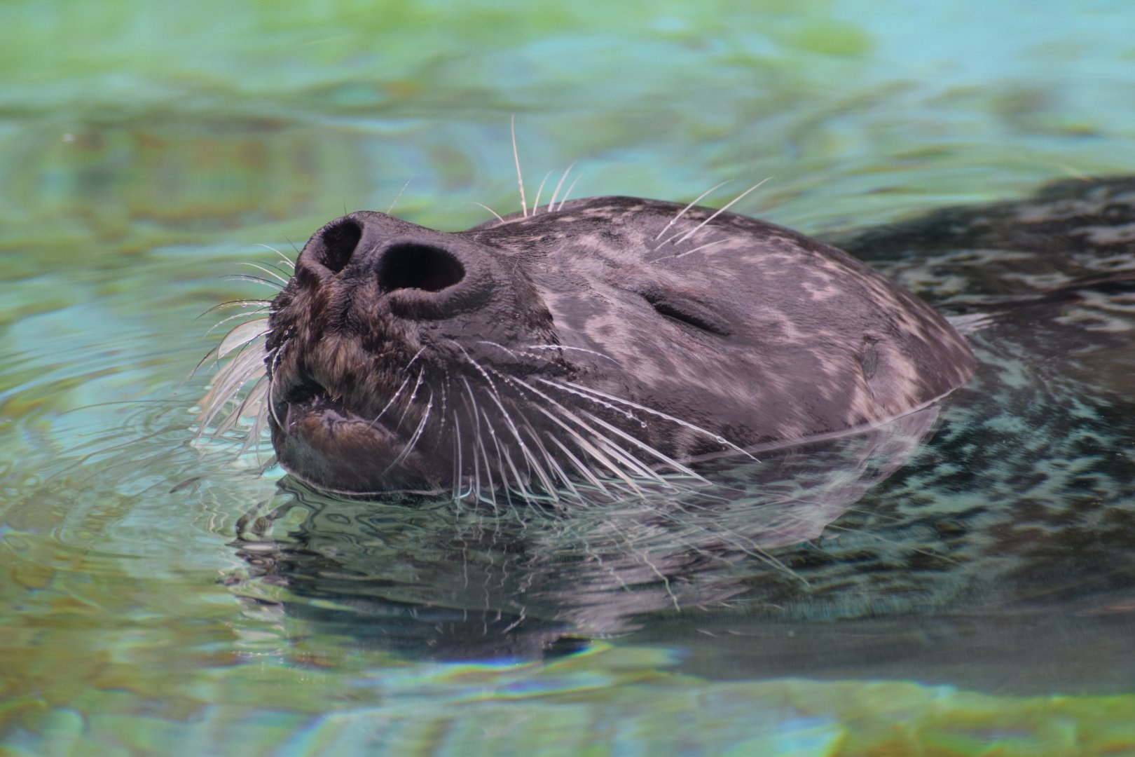Western Pacific harbour seal