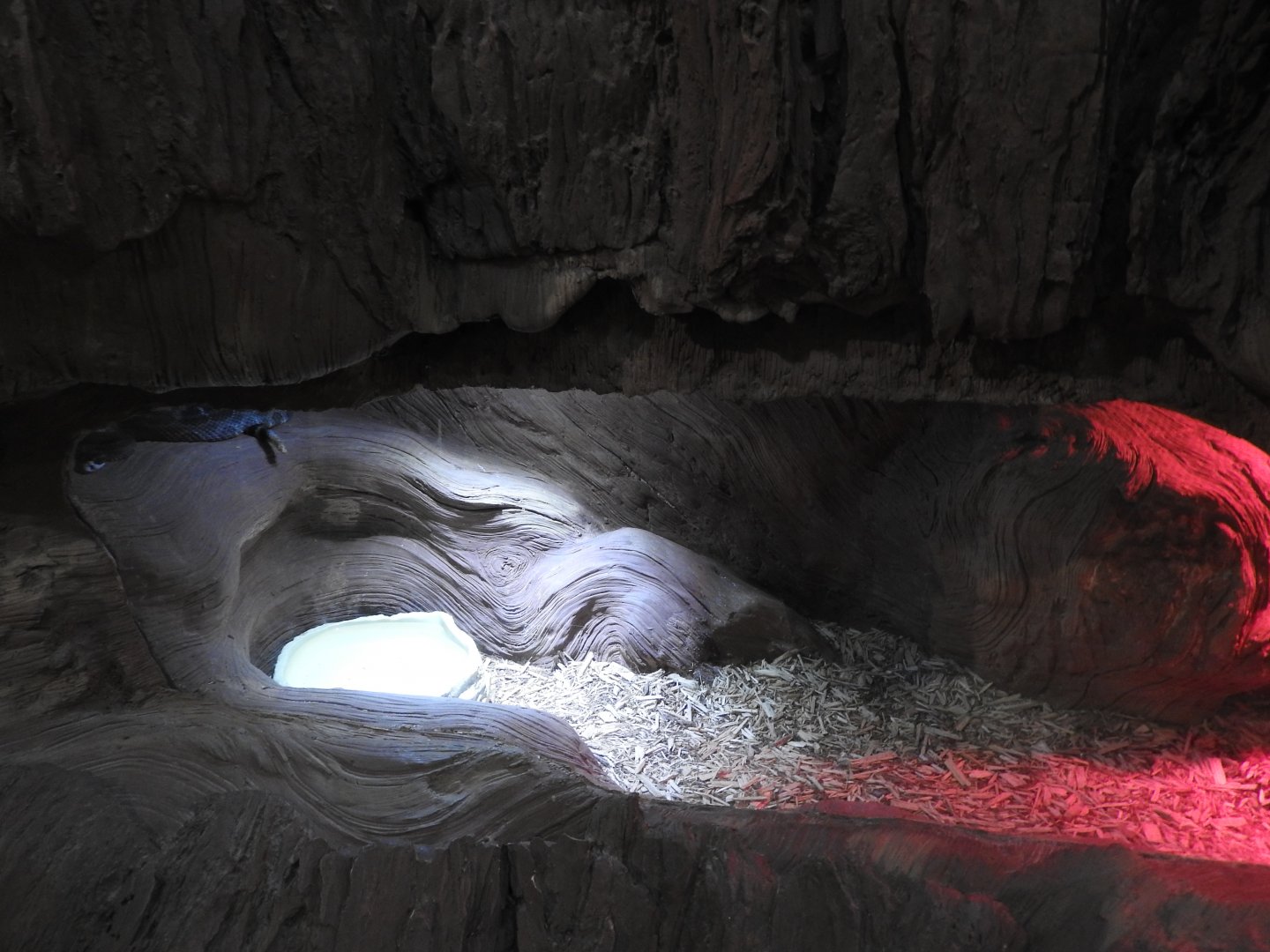 Western Pacific Rattlesnake exhibit