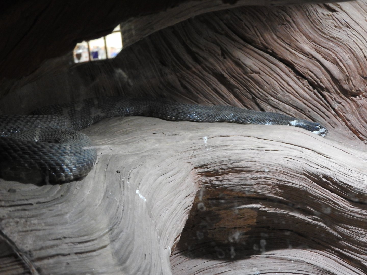 Western Pacific Rattlesnake