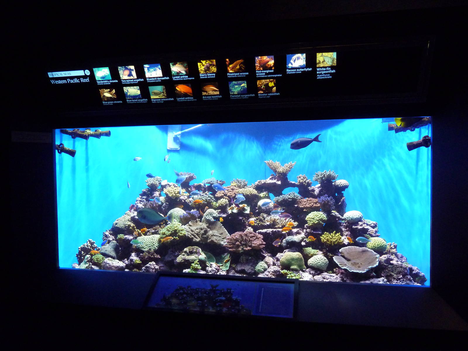 Western Pacific Reef Exhibit