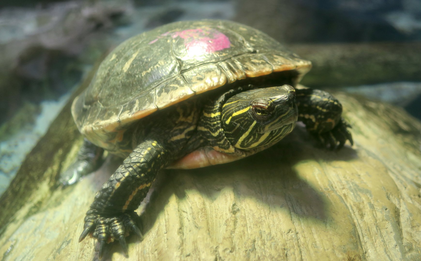 Western Painted Turtle (Chrysemys picta bellii)