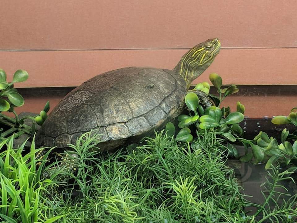 Western painted turtle (Chrysemys picta)