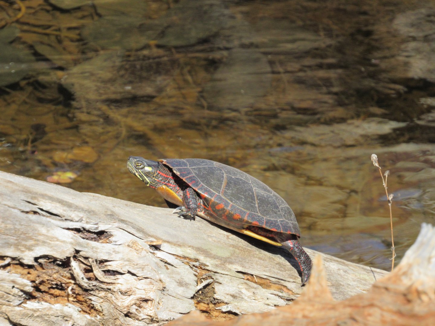 Western Painted Turtle (Chrysemys picta)