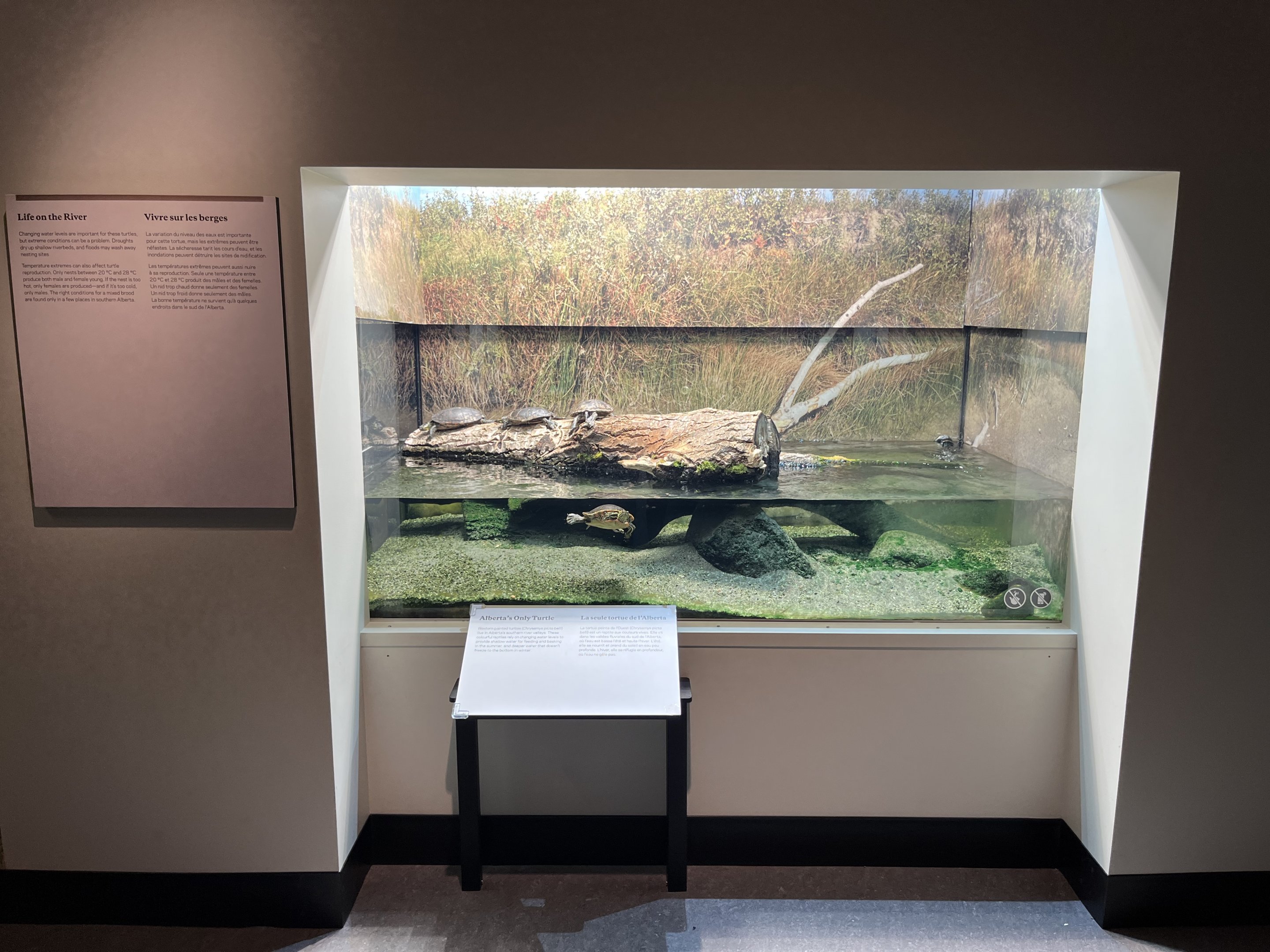 Western Painted Turtle Exhibit