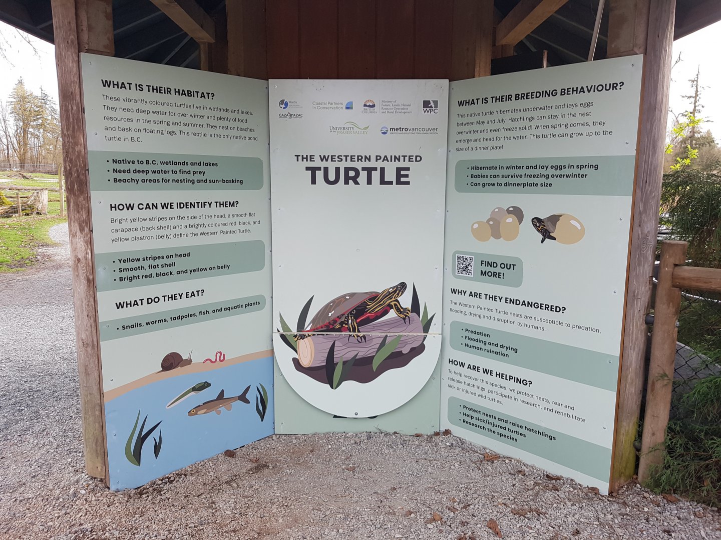 Western Painted Turtle Signage