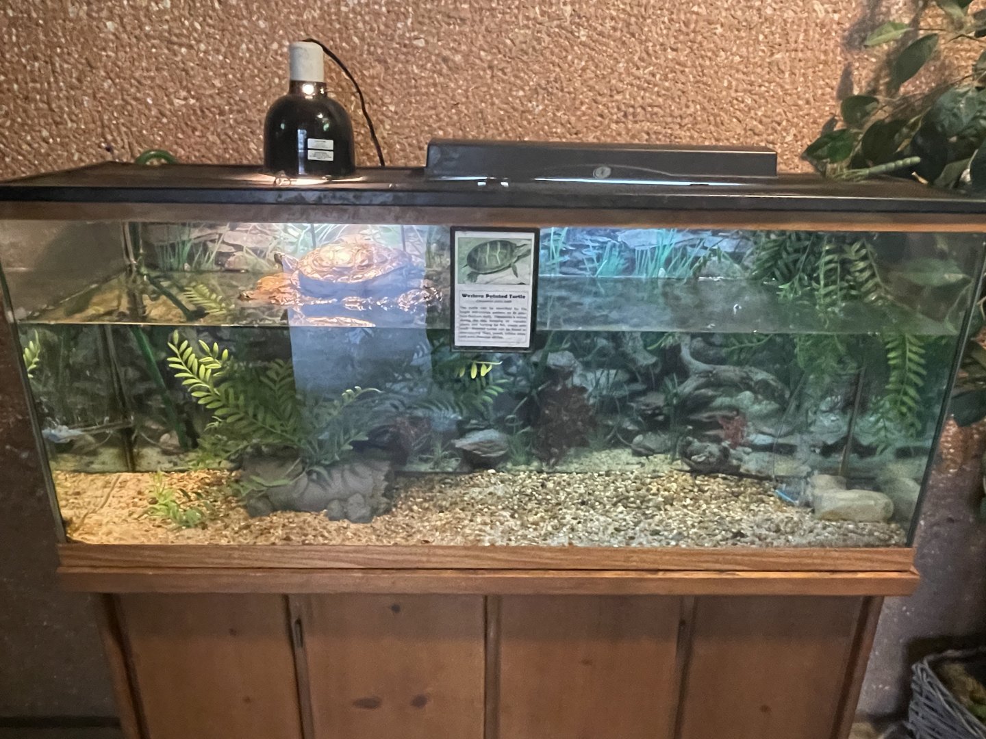 Western Painted Turtle Tank