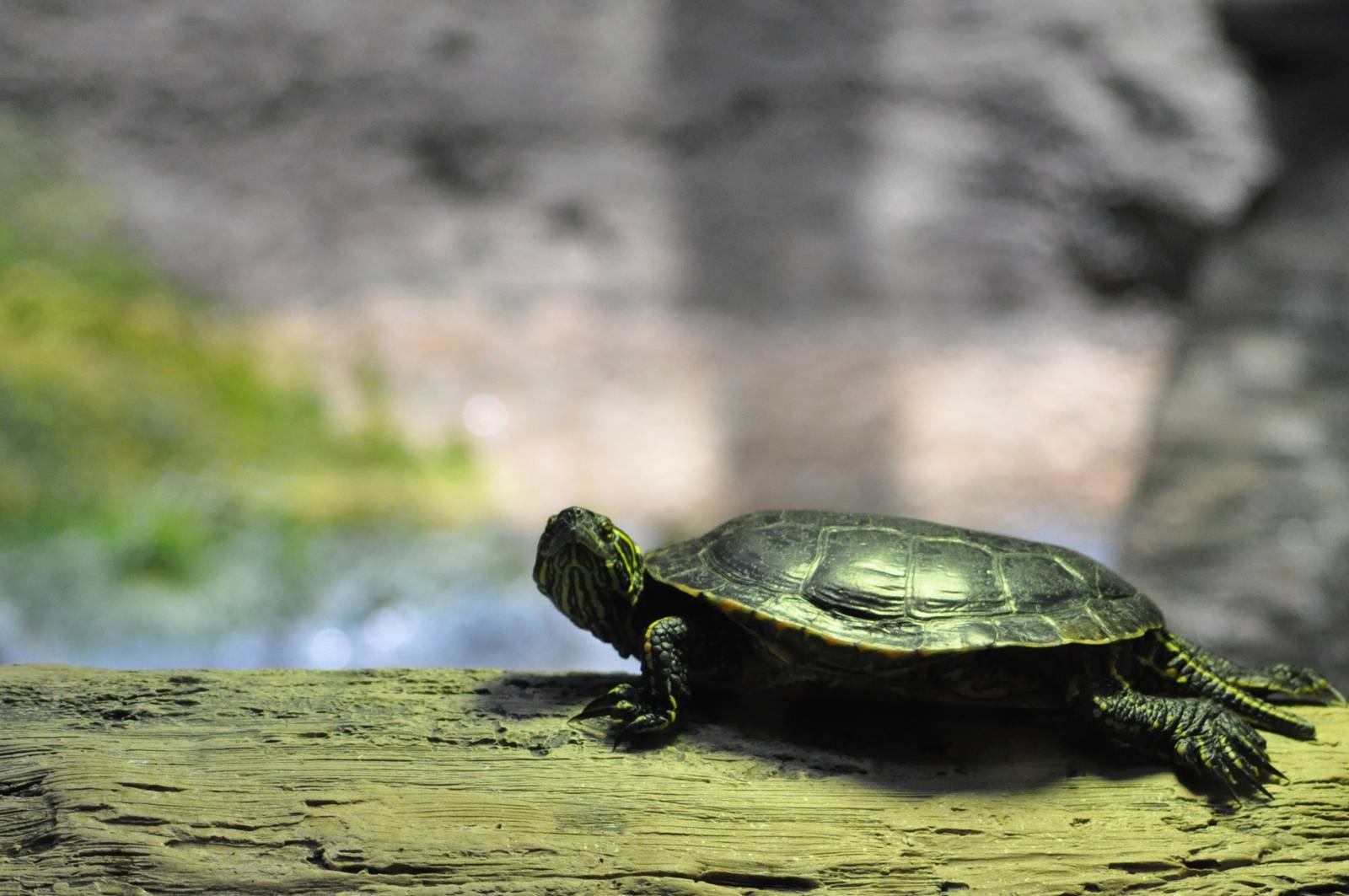 Western Painted Turtle