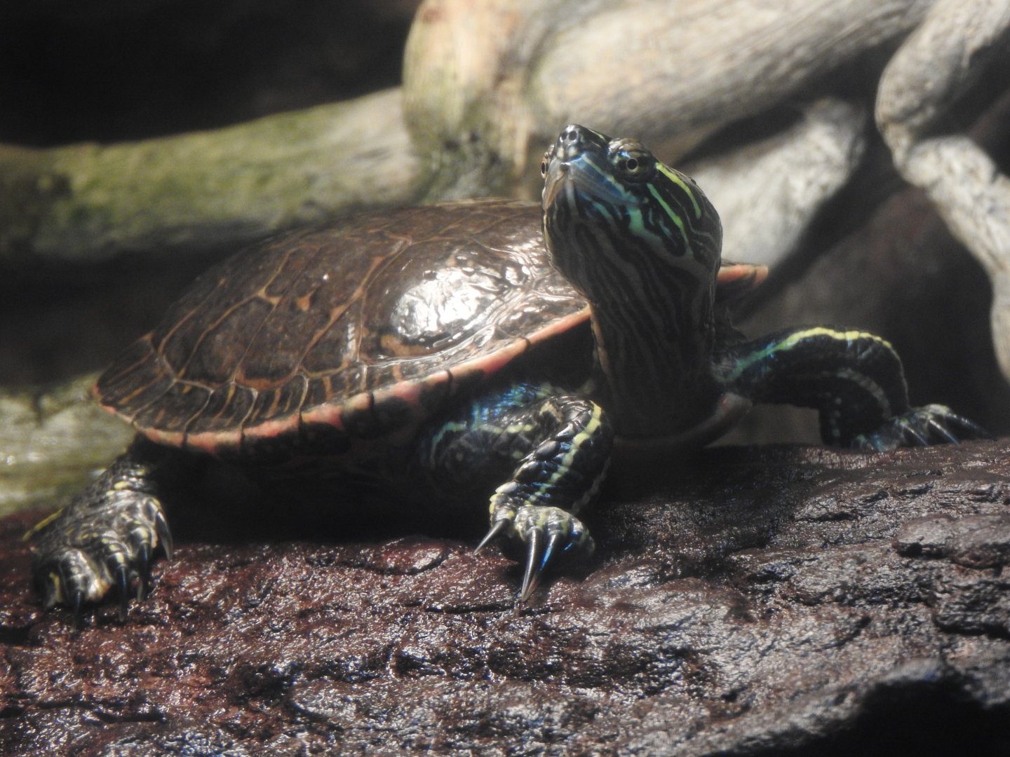 Western Painted Turtle