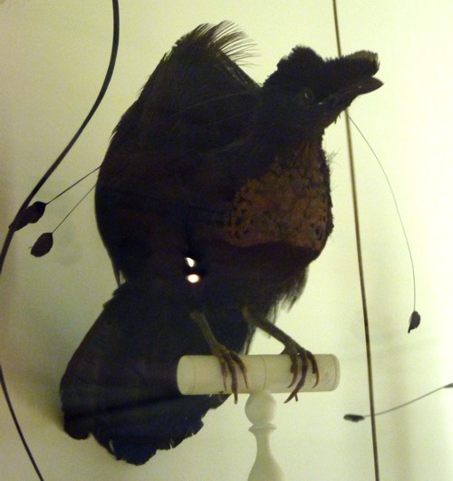 Western parotia (Parotia sefilata) - taxidermy