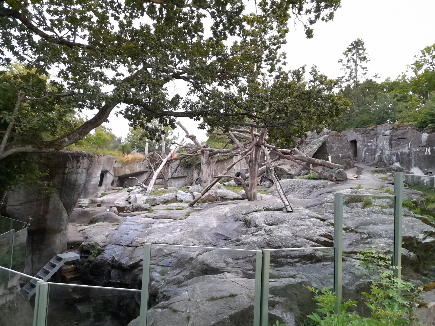 Western part of the Brown bear encloure