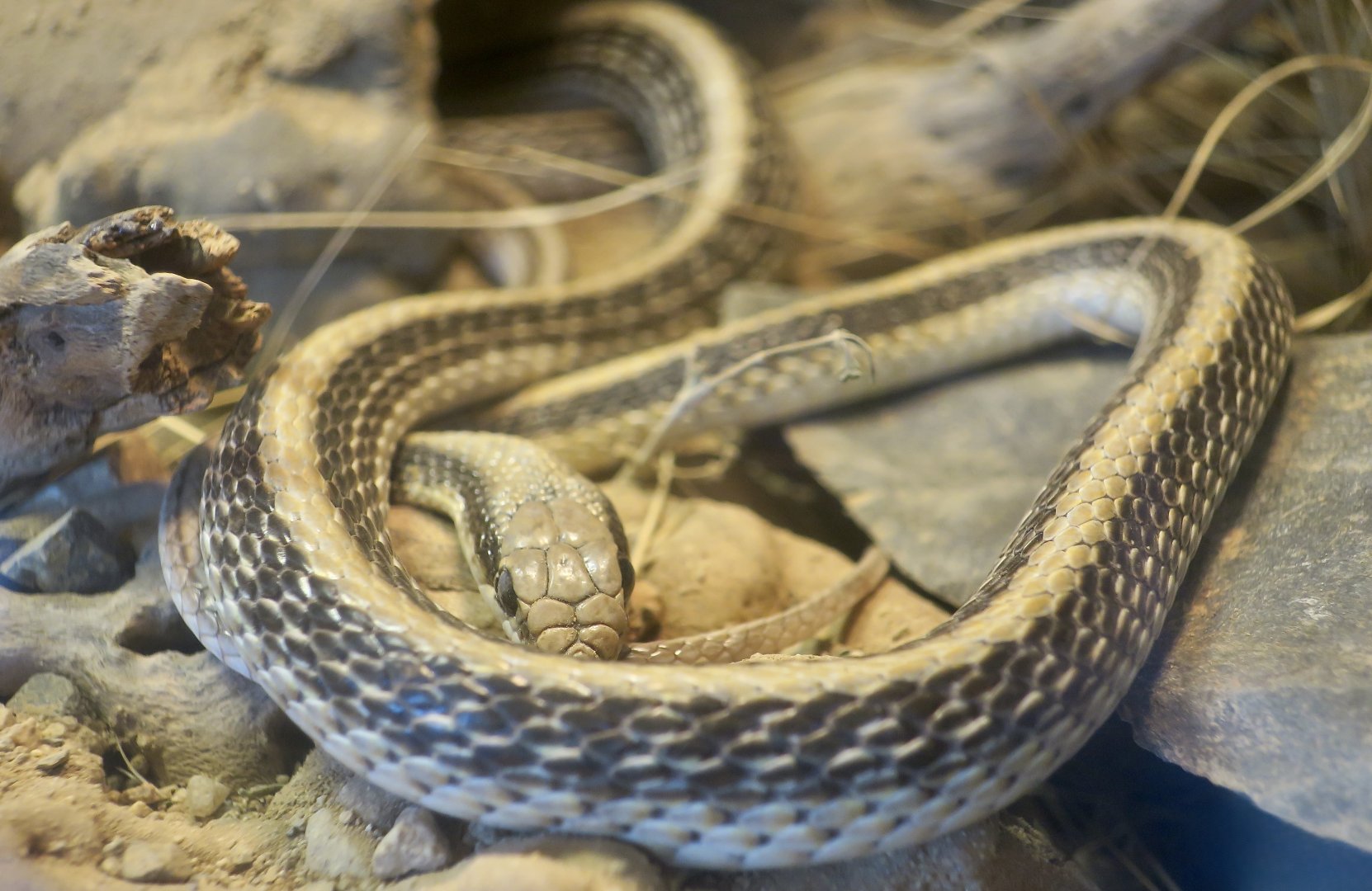 Western Patchnose Snake (Salvadora hexalepis)
