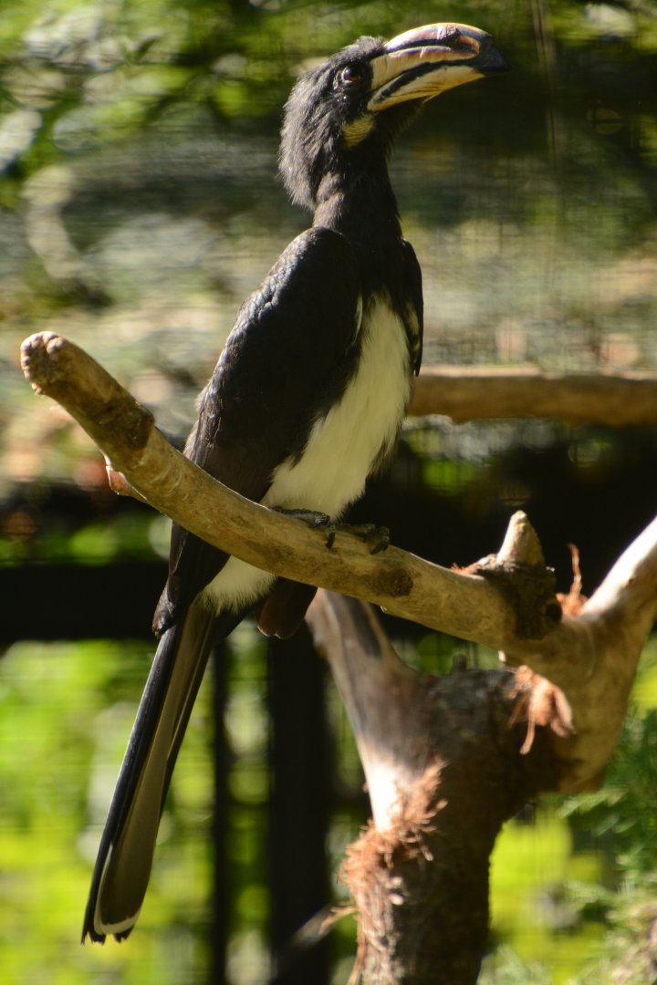 Western Pied Hornbill