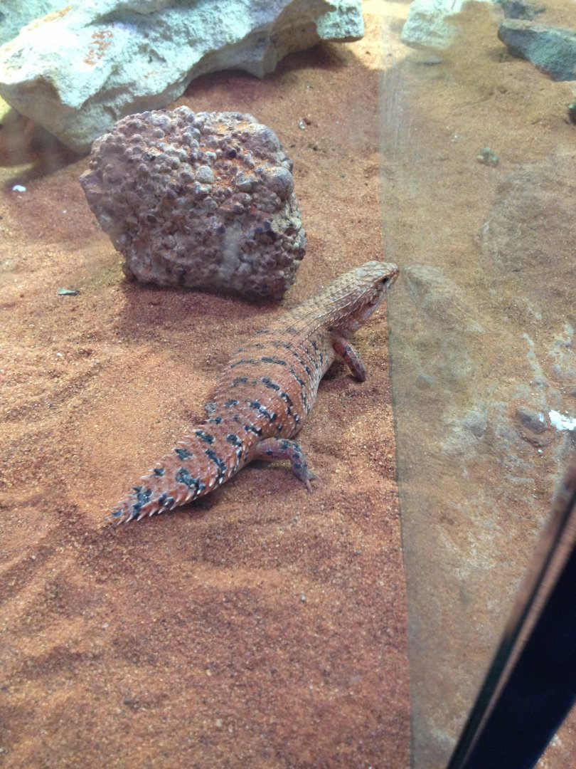 Western Pilbara Spiny-tailed Skink (Egernia cygnitos)