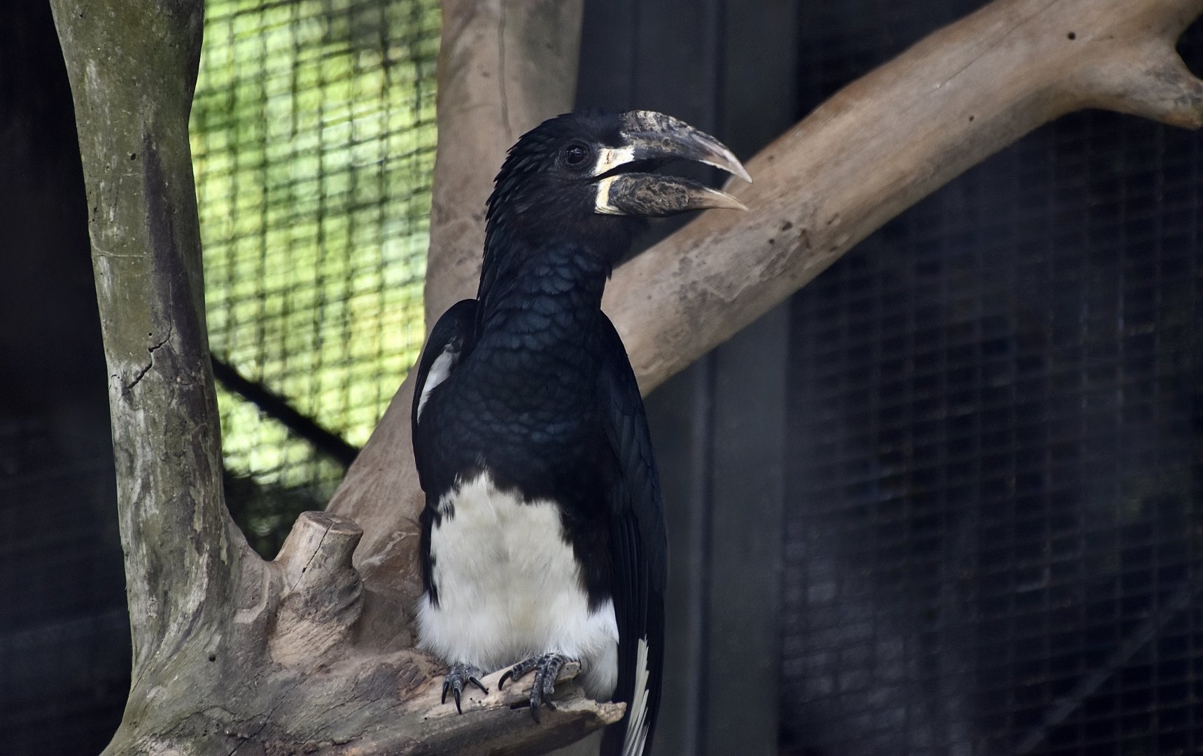 Western Piping Hornbill (Bycanistes fistulator) female