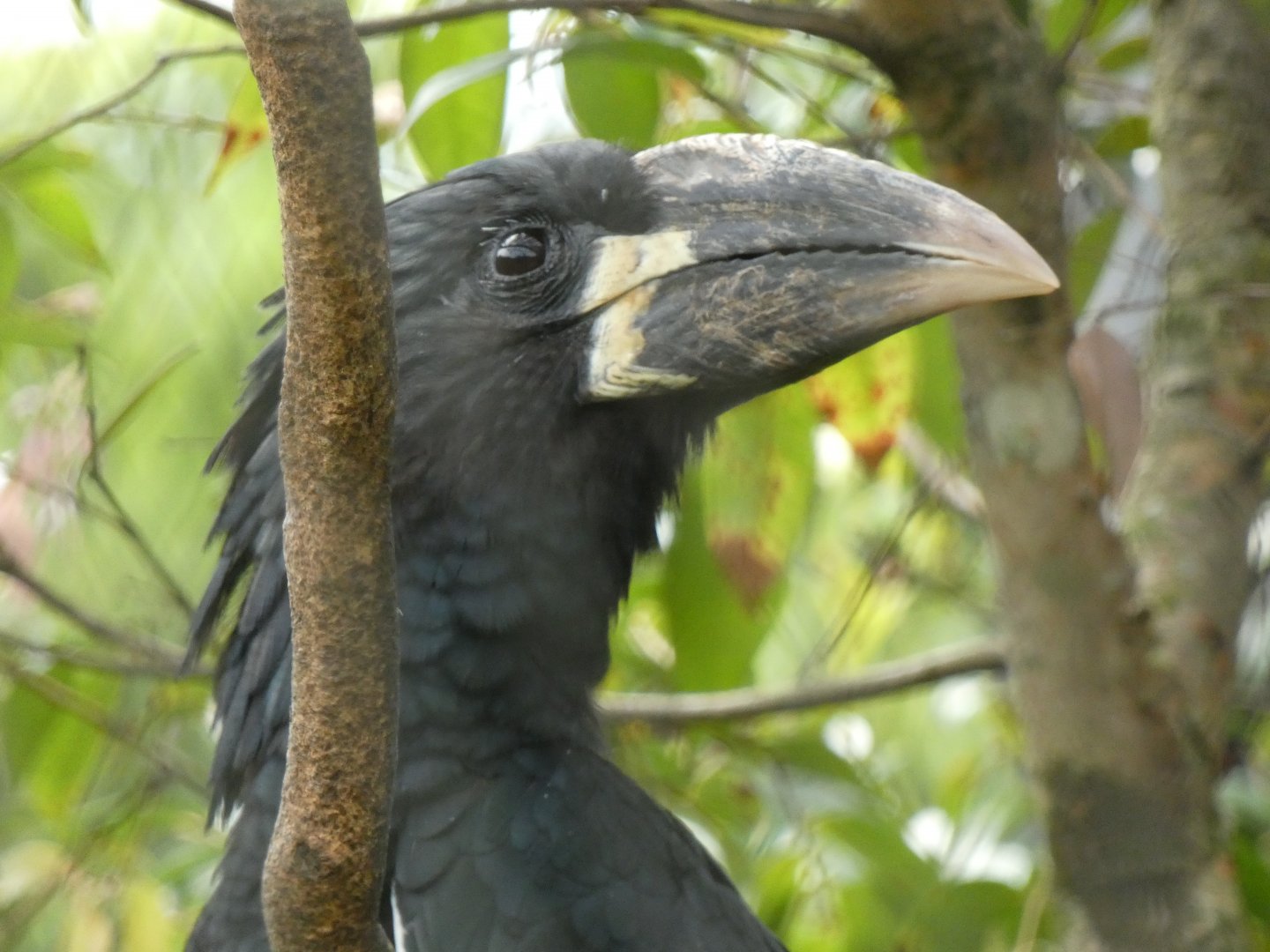 Western piping hornbill Bycanistes fistulator