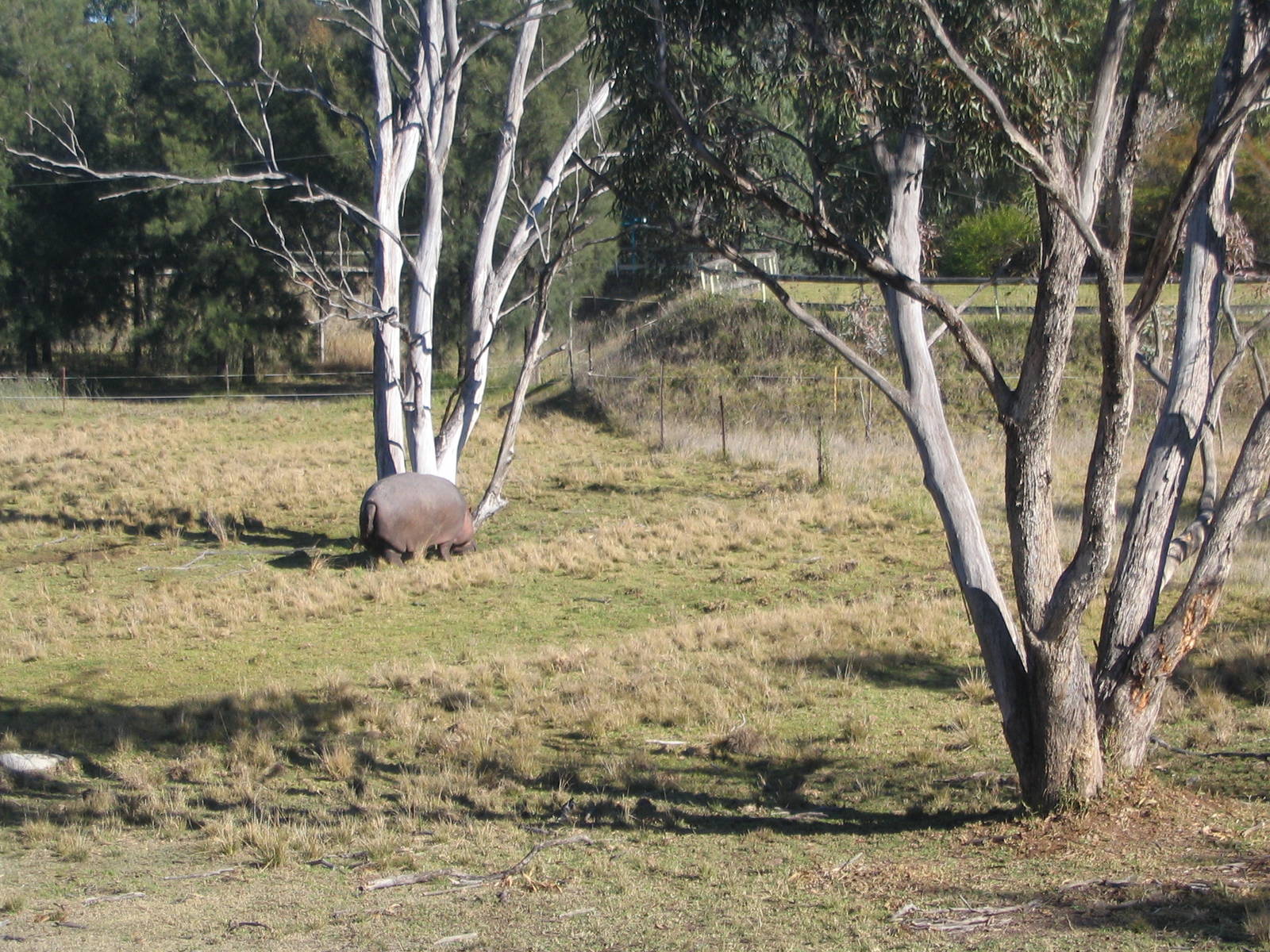 western plains zoo 007