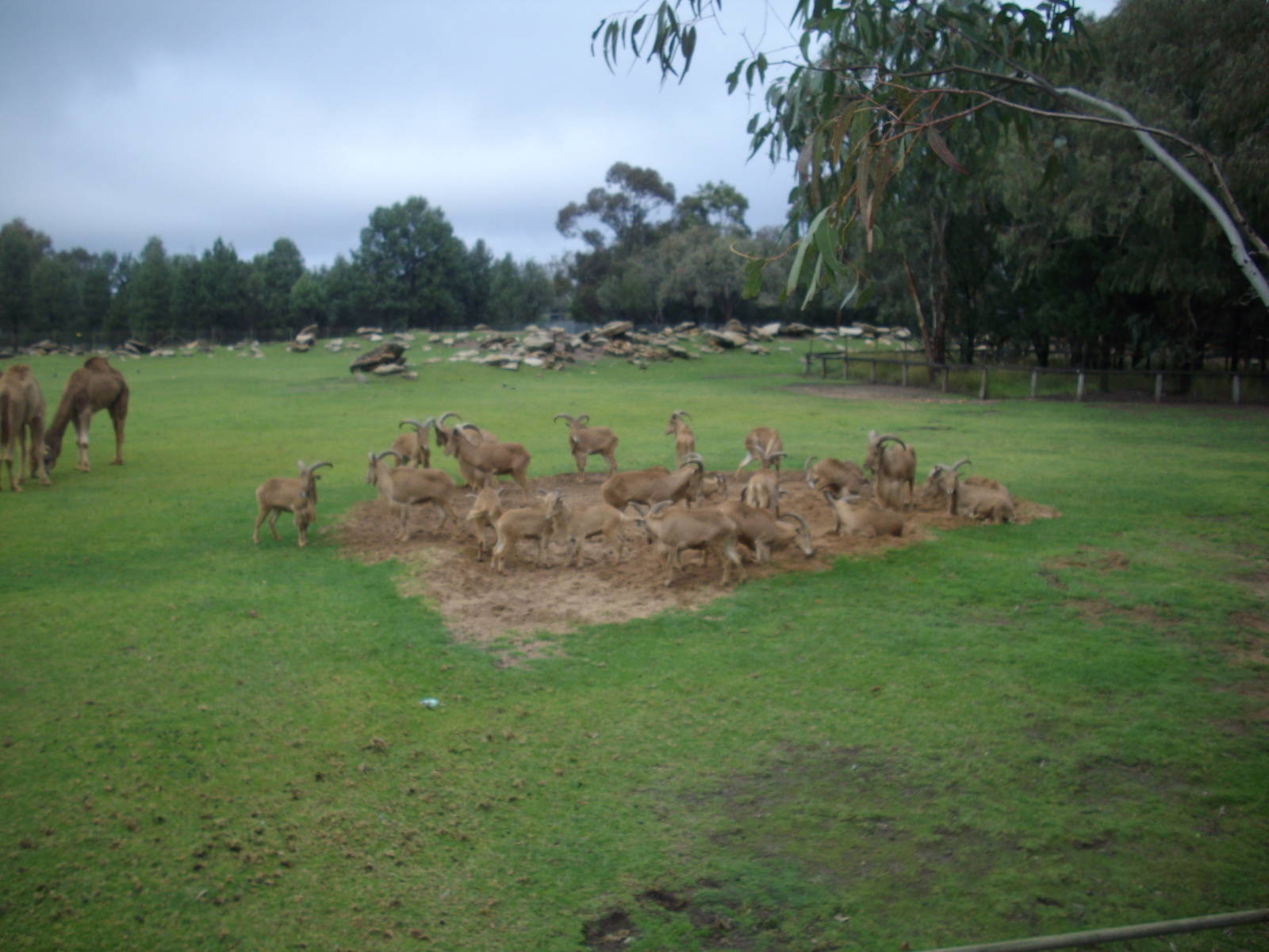 Western Plains Zoo visit 7th of June 2009