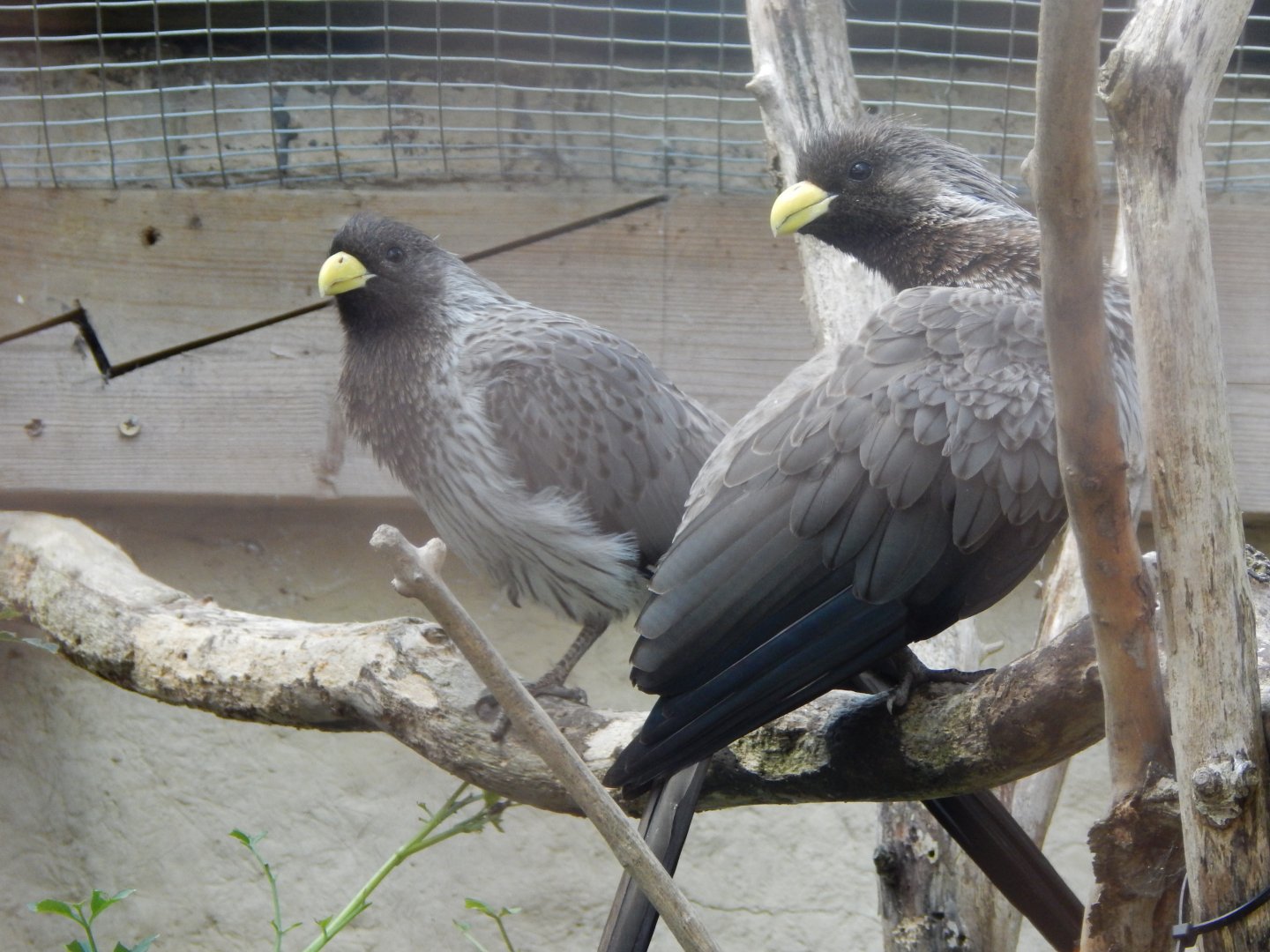 Western plaintain-eaters 030821