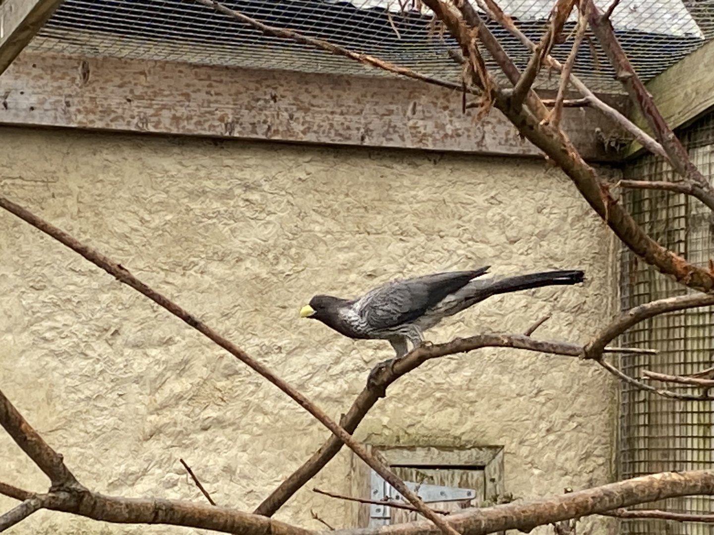 Western plantain-eater 010323